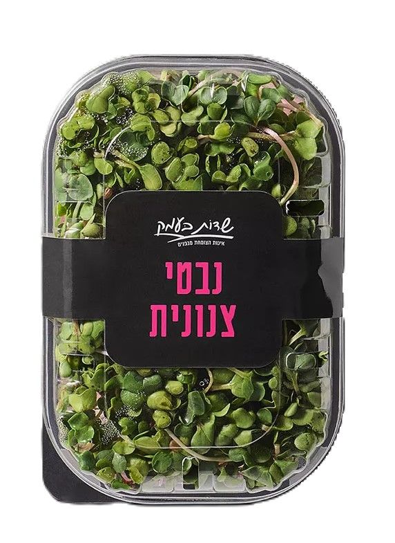 נבטי מיקרו צנונית