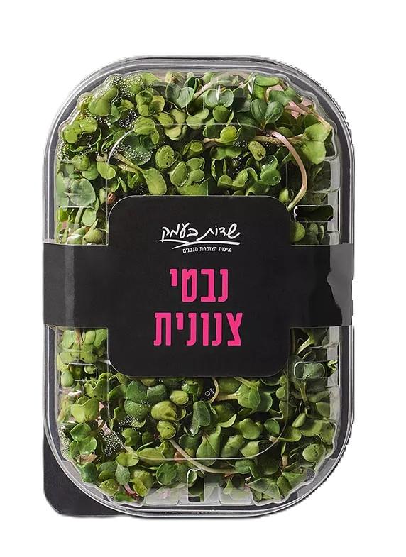 נבטי מיקרו צנונית