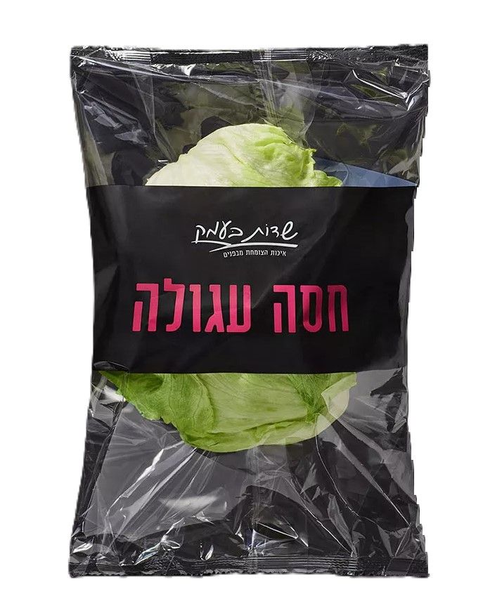 חסה עגולה (איסברג)