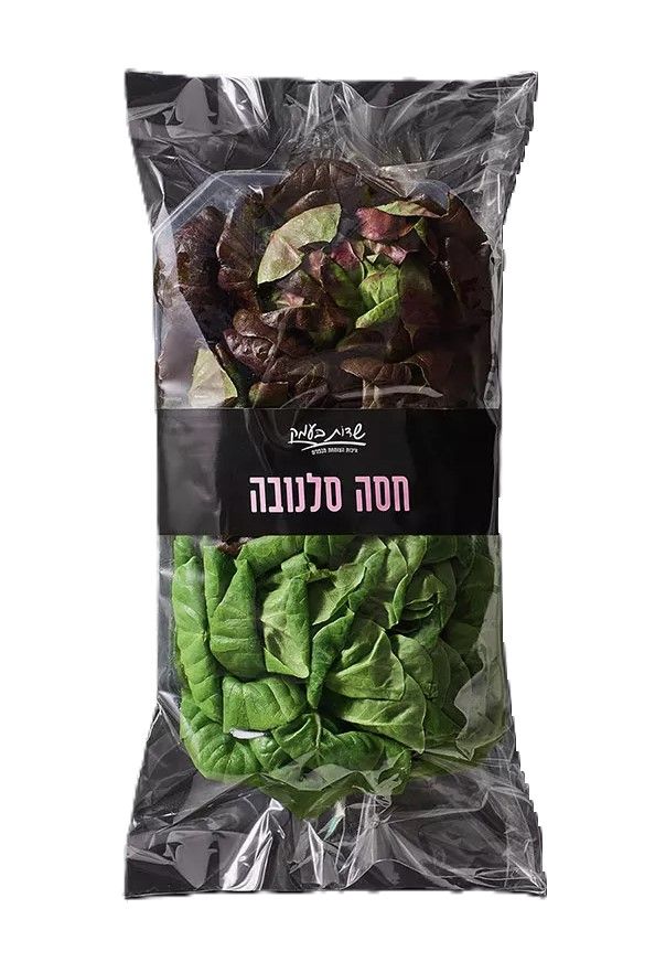 חסה סלנובה