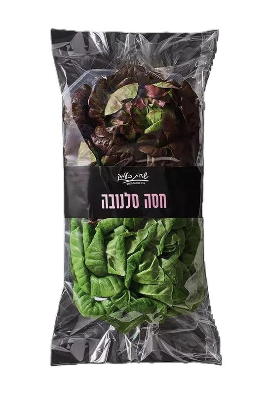 חסה סלנובה