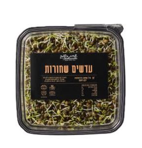 נבטי עדשים שחורות