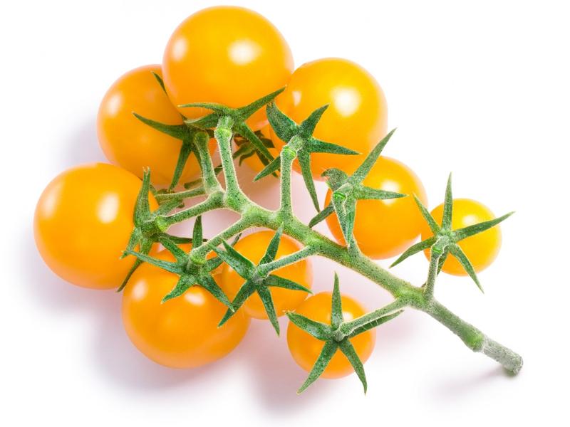 עגבניות שרי צהוב